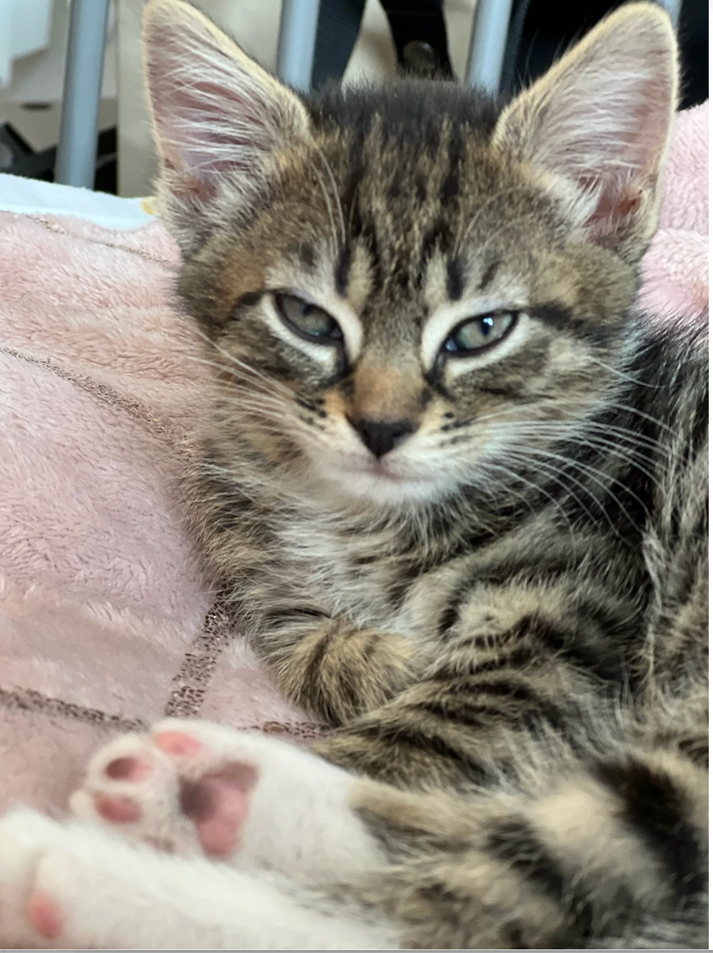 Maleb as a kitten, curled up on a pink blanket with her eyes half closed