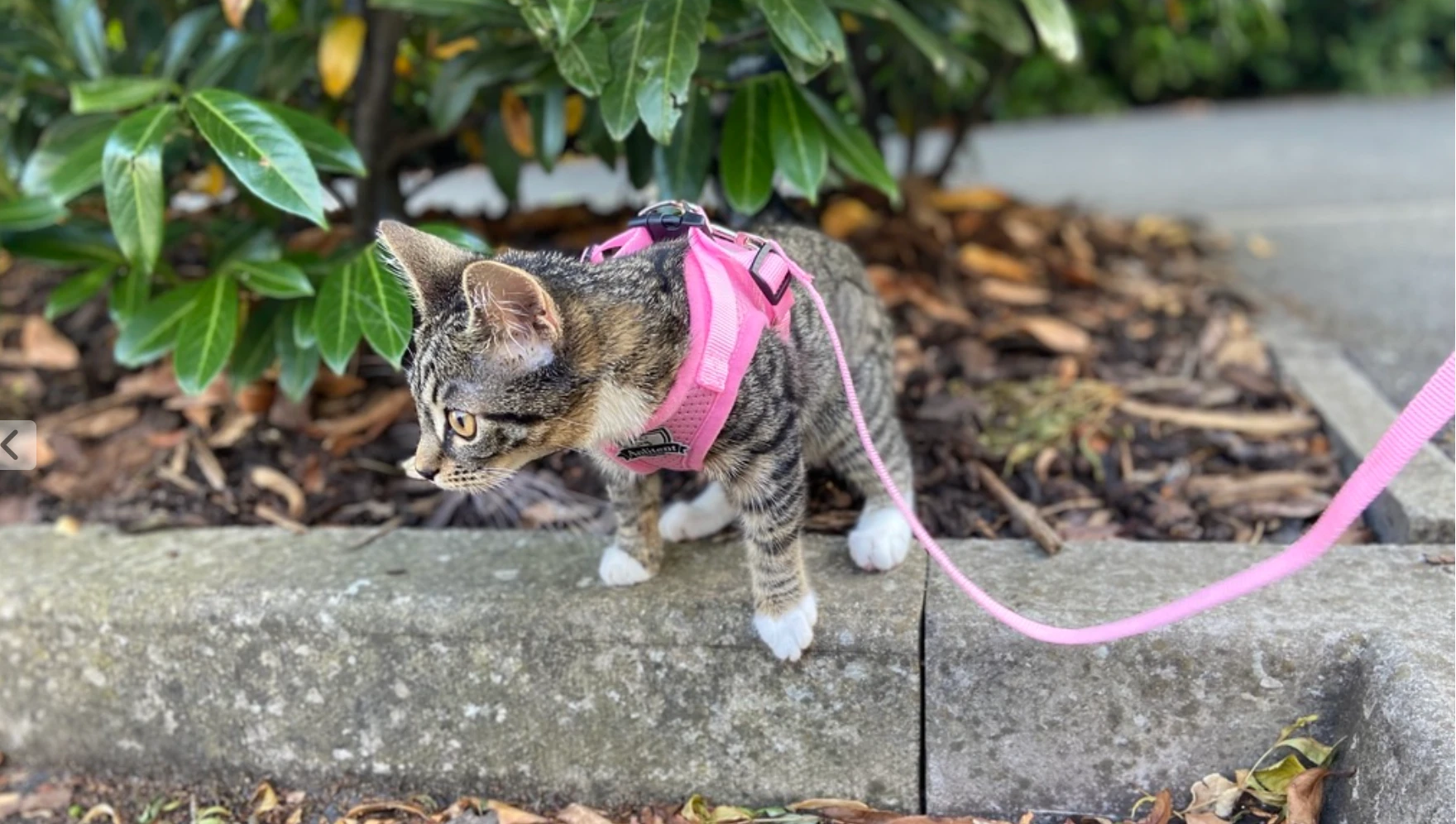 Maleb as a kitten in a pink harness, exploring the edge of a flower bed