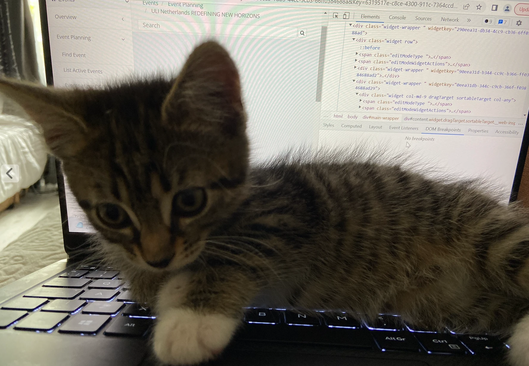 Maleb as a kitten, lying across a laptop keyboard